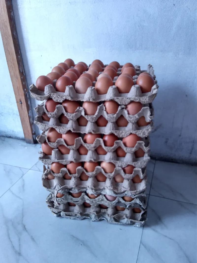 Les oeufs de poule
