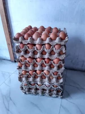 Les oeufs de poule
