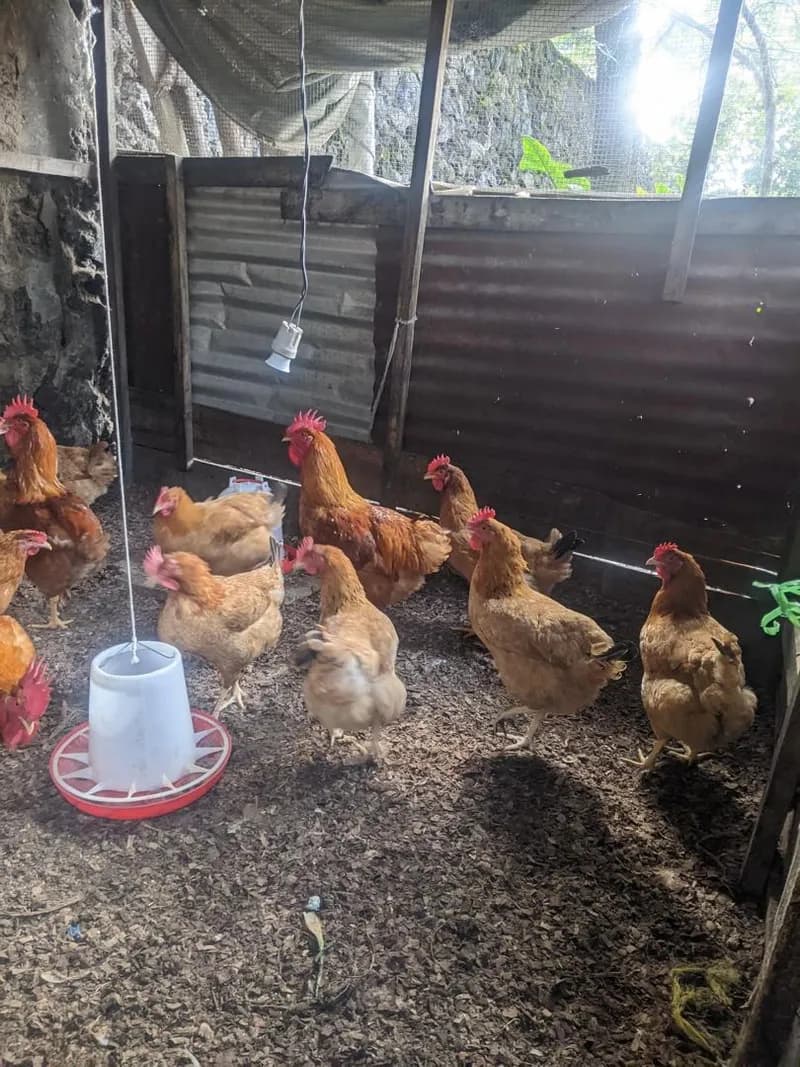 POULE PONDEUSES — photo 3