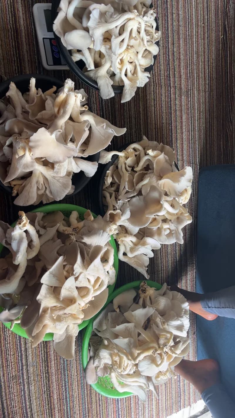Champignons comestibles