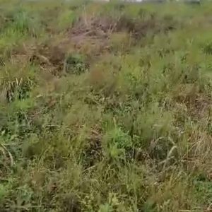 Mugunga 4 hectares