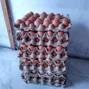 Les oeufs de poule