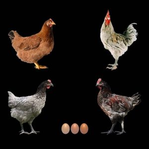 POULE PONDEUSES