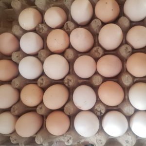 Œufs poules