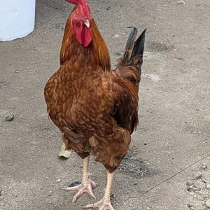 le Coq