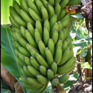 Banane plantain bisamunyu