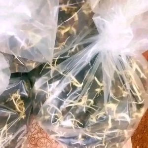 Les semences pregermées de palmier Sélectionné TENERA F1 qui produisent après 3 ans campeché pour vos clôtures et fermes et maisons
