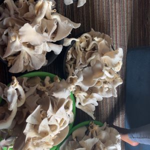 Champignons