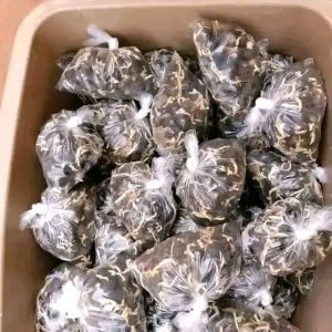 Les semences pregermées de palmier Sélectionné TENERA F1 qui produisent après 3 ans campeché pour vos clôtures et fermes et maisons